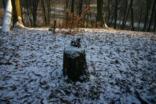 Drzewo ścięte przez bobry